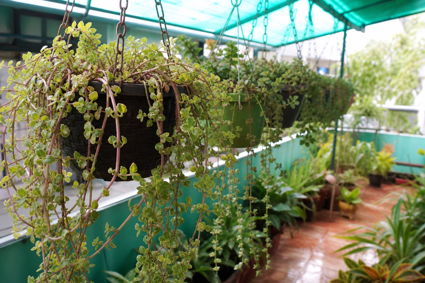 Hanging and low water balcony plants in a Rosary Plant House style nursery