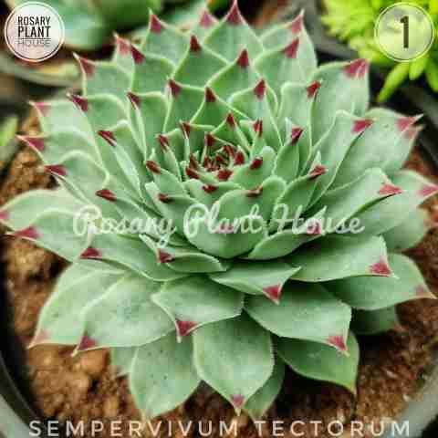 Red tip – (1.5"-2") from Rosary Plant House