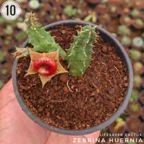 Chocolate – (2"-3") from Rosary Plant House