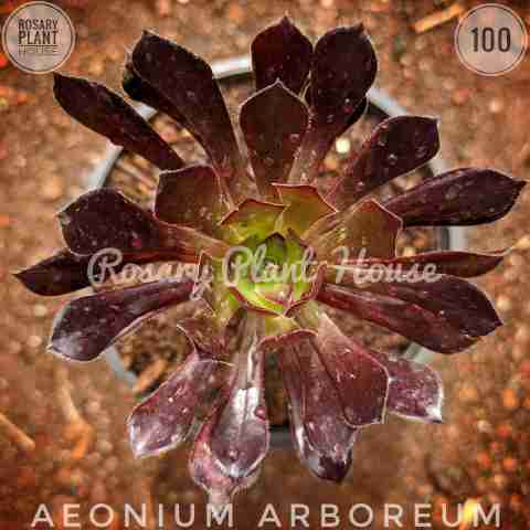 Aeonium Purple – (2"-3") from Rosary Plant House