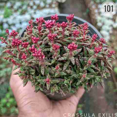 Crassula exilis from Rosary Plant House