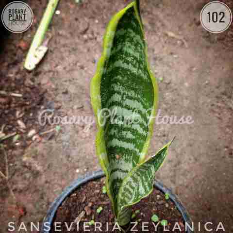 Snake Long yellow border – (2"-3") from Rosary Plant House