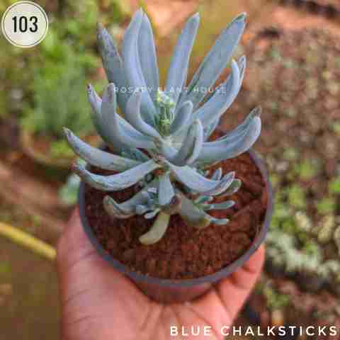 Blue Chalksticks – (2"-3") from Rosary Plant House