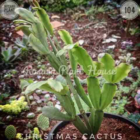 Euphorbia milii from Rosary Plant House