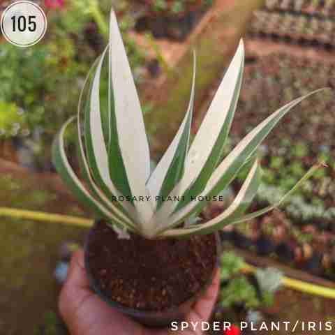 Iris – (2"-3") from Rosary Plant House