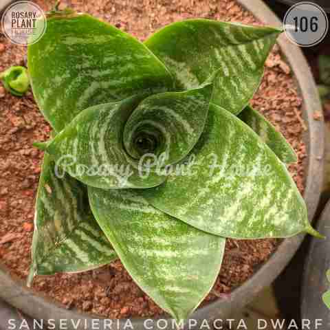 Snake Draft Green – (2"-3") from Rosary Plant House