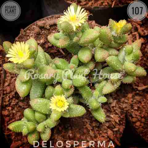 Rough Sedum – (2"-3") from Rosary Plant House