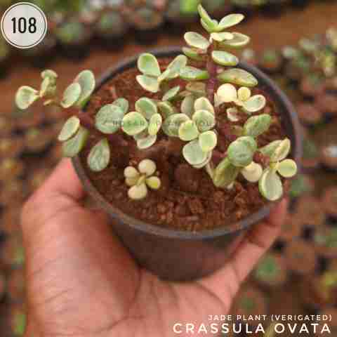 Jade Verigated – (2"-3") from Rosary Plant House