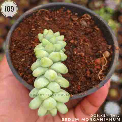 Donkey Tail – (2"-3") from Rosary Plant House