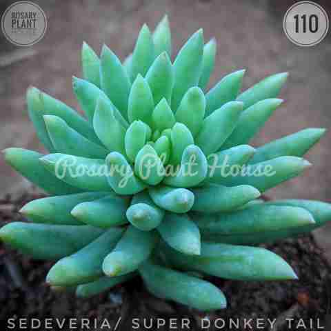 Super Donkey Tail – (2"-3") from Rosary Plant House