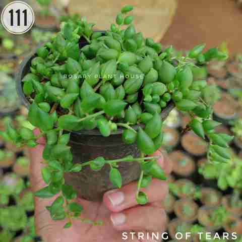 String of tears – (2"-3") from Rosary Plant House