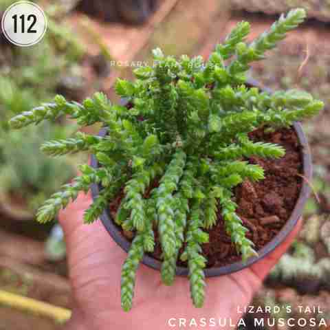 Watch Chain Succulent from Rosary Plant House