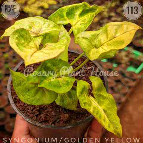 Syngonium yellow – (2"-3") from Rosary Plant House