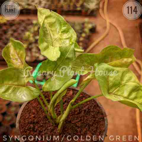 Syngonium green – (2"-3") from Rosary Plant House