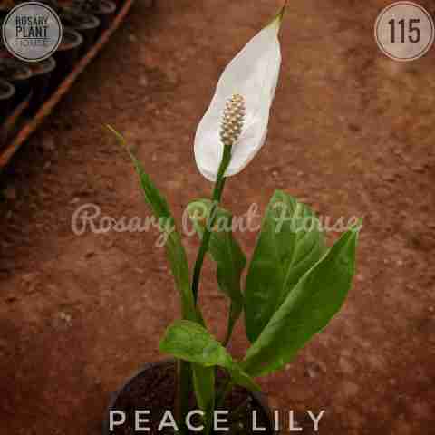 Peace lily – (3"-4") from Rosary Plant House