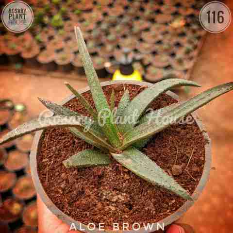 Aloe x spinosissima from Rosary Plant House