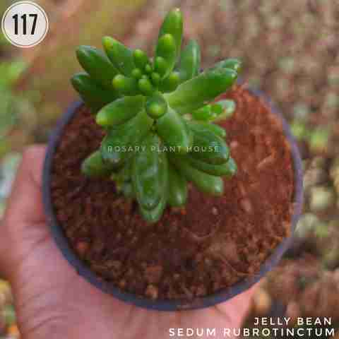 Jelly Bean Sedum from Rosary Plant House