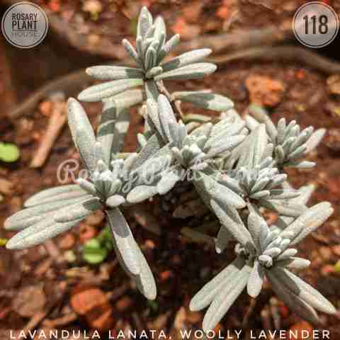 Lavandula lanata Woolly Lavender from Rosary Plant House