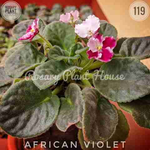 African violet – (2"-3") from Rosary Plant House