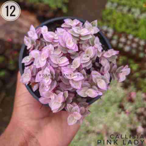 Lavender – (2"-3") from Rosary Plant House