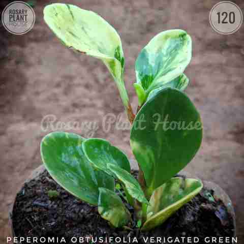 Peperomia var green – (2"-3") from Rosary Plant House