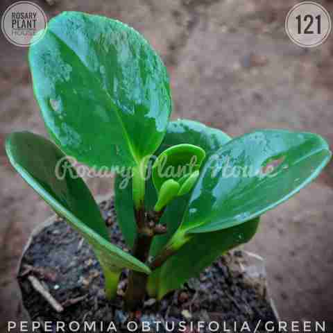 Variegated Baby Rubber Plant from Rosary Plant House