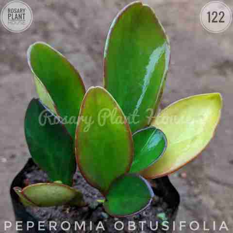 Baby Rubber Plant from Rosary Plant House