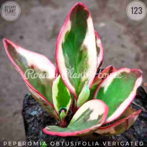 Pep thick var white – (2"-3") from Rosary Plant House