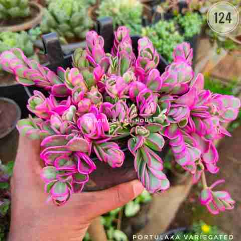 Portulaka variegated – (2"-3") from Rosary Plant House