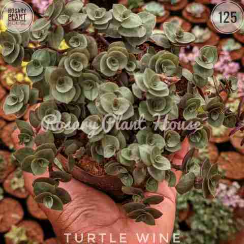 Turtle wine – (2"-3") from Rosary Plant House
