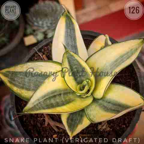 Snake Draft Verigated – (2"-3") from Rosary Plant House