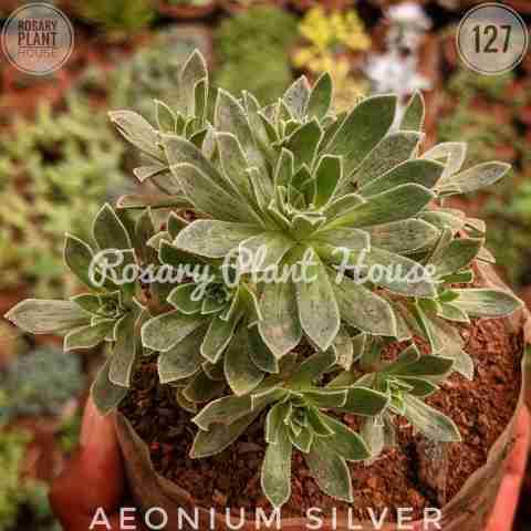 Variegated Dwarf Umbrella Plant from Rosary Plant House