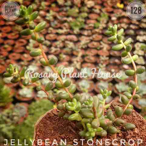 Jellybean Stonecrop from Rosary Plant House