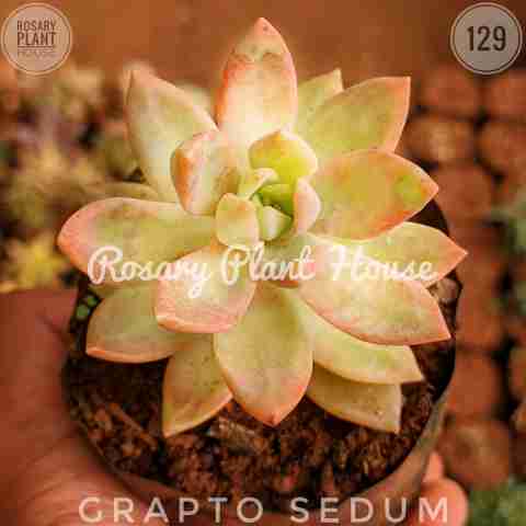 Sedum adolphii group from Rosary Plant House