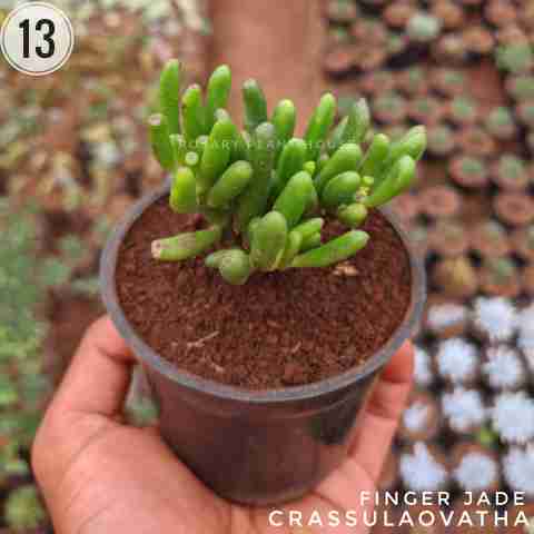 Finger Jade – (2"-3") from Rosary Plant House