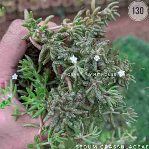 Grey Sedum from Rosary Plant House