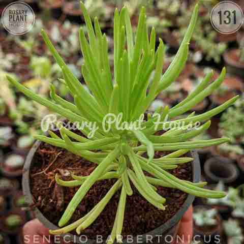 Green Spider Plant from Rosary Plant House