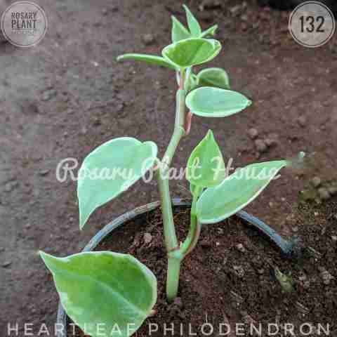 Heart Leaf – (2"-3") from Rosary Plant House