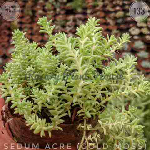 Sedum acre Yellow from Rosary Plant House