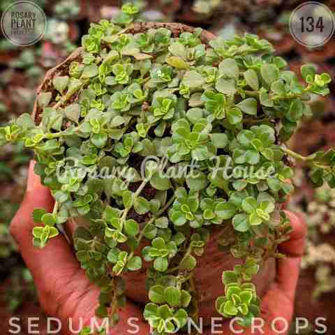 Sedum Stonecrop from Rosary Plant House