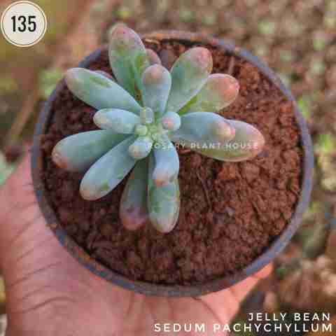 Sedum pachyphyllum from Rosary Plant House