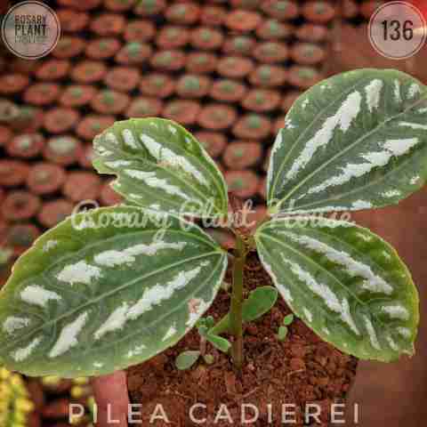Watermelon Peperomia from Rosary Plant House