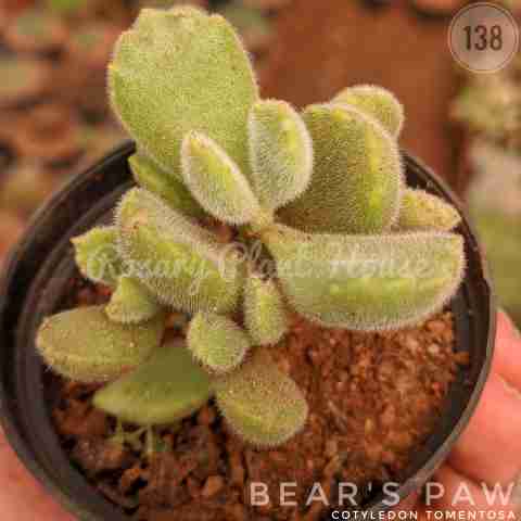 bear's paw – (2"-3") from Rosary Plant House