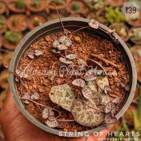 string of hearts – (2"-3") from Rosary Plant House