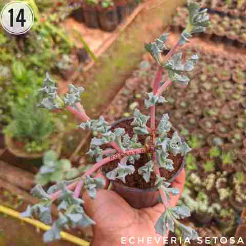 Echeveria setosa from Rosary Plant House