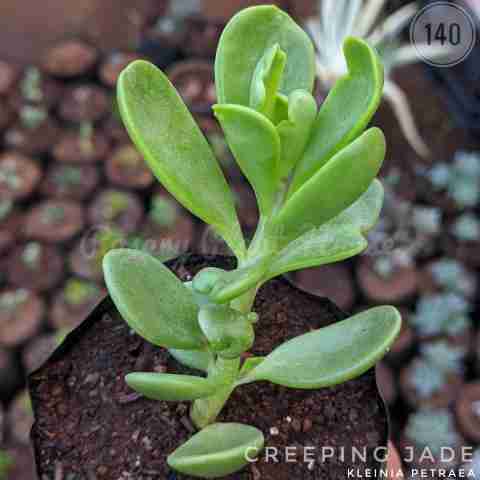 creeping jade – (2"-3") from Rosary Plant House