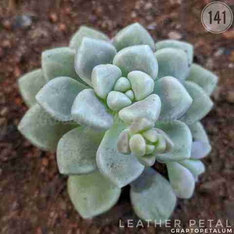 Graptopetalum Lo Thye Dr from Rosary Plant House