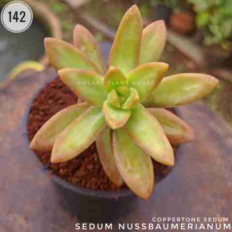 yellow sun – (2"-3") from Rosary Plant House