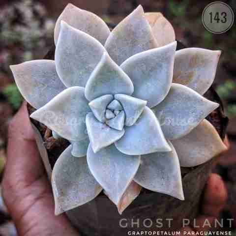 Graptopetalum paraguayense from Rosary Plant House