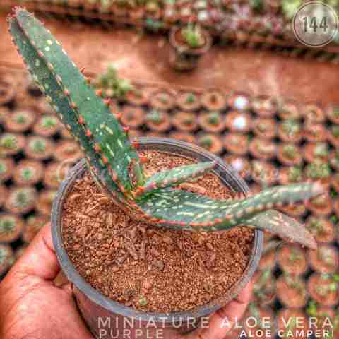 Aloe camperi Purple Aloe from Rosary Plant House